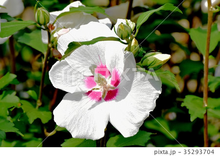 三鷹の花 植物 三鷹中原に咲く白いムクゲ 三鷹の花 植物 三鷹中原に咲く白いムクゲ 35293704