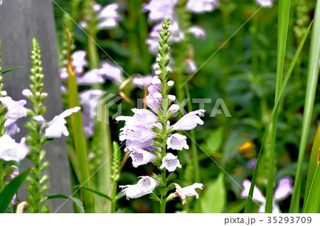 三鷹の花 植物 三鷹中原に咲く薄いピンクのハナトラノオ 35293709