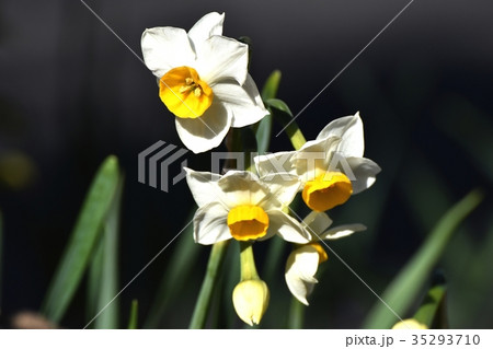 三鷹の花 植物 三鷹中原に咲くニホンスイセン 三鷹の花 植物 三鷹中原に咲くニホンスイセン 35293710