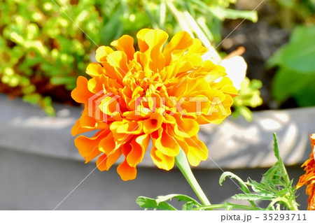 三鷹の花 植物 三鷹中原に咲く黄色いマリーゴールド 三鷹の花 植物 三鷹中原に咲く黄色いマリーゴールド 35293711