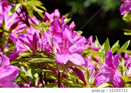 三鷹の花 植物 三鷹中原に咲くオオムラサキツツジ 35293712