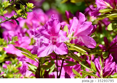 三鷹の花 植物 三鷹中原に咲くオオムラサキツツジ 35293795