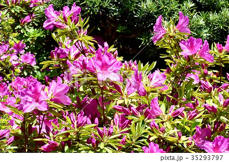 三鷹の花 植物 三鷹中原に咲くオオムラサキツツジ 35293797