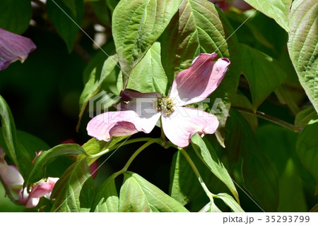 三鷹の花 植物 三鷹仙川遊歩道に咲くハナミズキ 三鷹の花 植物 三鷹仙川遊歩道に咲くハナミズキ 35293799