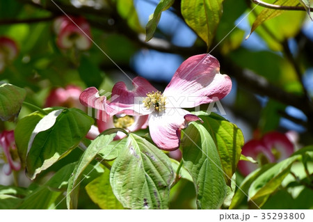 三鷹の花 植物 三鷹仙川遊歩道に咲くハナミズキ 35293800