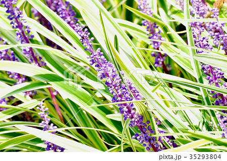 三鷹の花 植物 三鷹中原に咲くヤブラン斑入り 35293804