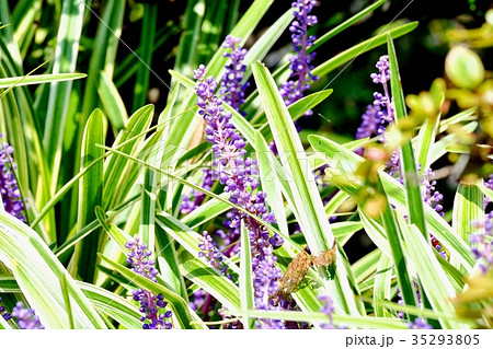 三鷹の花 植物 三鷹中原に咲くヤブラン斑入り 35293805