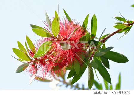 三鷹の花 植物 三鷹中原に咲くブラシの木 35293976