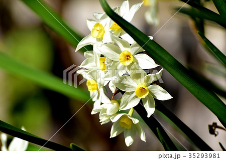 三鷹の花 植物 三鷹中原に咲くニホンスイセン 35293981