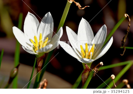 三鷹の花 植物 三鷹中原に咲く白いタマスダレ 35294125