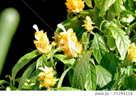 三鷹の花 植物 三鷹中原に咲く黄色と白のパキスタス 35294128