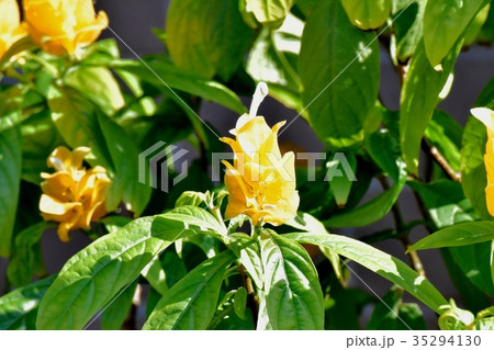 三鷹の花 植物 三鷹中原に咲く黄色と白のパキスタス 35294130