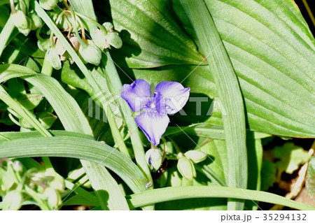 三鷹の花 植物 三鷹中原に咲くムラサキツユクサ 三鷹の花 植物 三鷹中原に咲くムラサキツユクサ 35294132