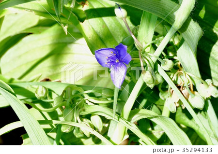 三鷹の花 植物 三鷹中原に咲くムラサキツユクサ 35294133