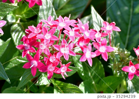 三鷹の花 植物 三鷹中原に咲くピンクのペンタス 三鷹の花 植物 三鷹中原に咲くピンクのペンタス 35294239