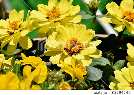 三鷹の花 植物 三鷹中原に咲く黄色いヒメヒマワリ 35294240
