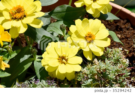 三鷹の花 植物 三鷹中原に咲く黄色いヒメヒマワリ 35294242