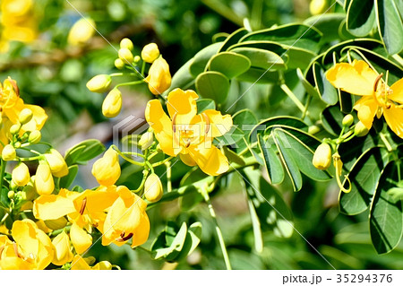 三鷹の花 植物 三鷹中原に咲くコバノセンナ 35294376