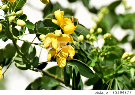 三鷹の花 植物 三鷹中原に咲くコバノセンナ 三鷹の花 植物 三鷹中原に咲くコバノセンナ 35294377