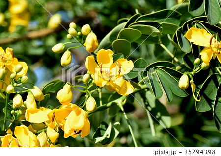 三鷹の花 植物 三鷹中原に咲くコバノセンナ 35294398