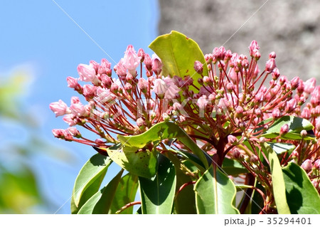 三鷹の花 植物 三鷹中原に咲くカルミナの蕾 三鷹の花 植物 三鷹中原に咲くカルミナの蕾 35294401