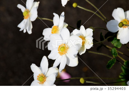 三鷹の花 植物 三鷹中原に咲くシュウメイギク オナリン・ジョバート 三鷹の花 植物 三鷹中原に咲くシュウメイギク オナリン・ジョバート 35294403