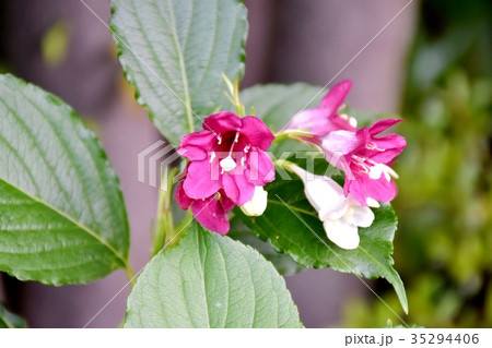 三鷹の花 植物 三鷹中原に咲くハコネウツギ 35294406