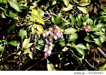 三鷹の花 植物 三鷹仙川隣接公園に咲くアセビ 35294407