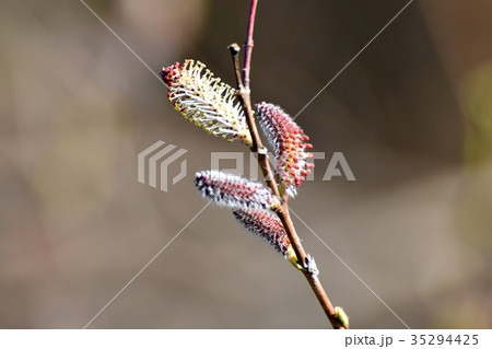 三鷹の花 植物 仙川隣接公園に咲くネコヤナギ 三鷹の花 植物 仙川隣接公園に咲くネコヤナギ 35294425