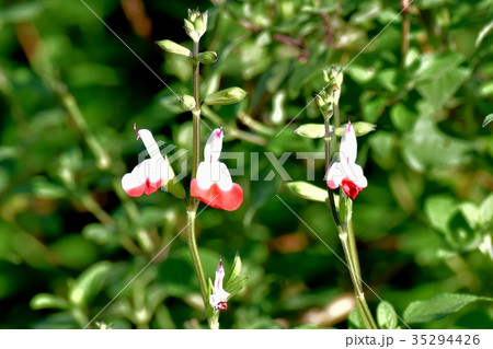 三鷹の花 植物 三鷹中原に咲く赤白複色のサルビアミクロフィラ 35294426