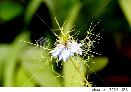 三鷹の花 植物 三鷹中原に咲くニゲラ 35294428