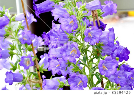 三鷹の花 植物 三鷹中原に咲く紫色のカンパニュラ 35294429