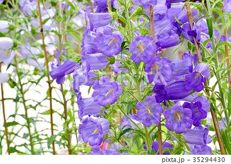 三鷹の花 植物 三鷹中原に咲く紫色のカンパニュラ 35294430