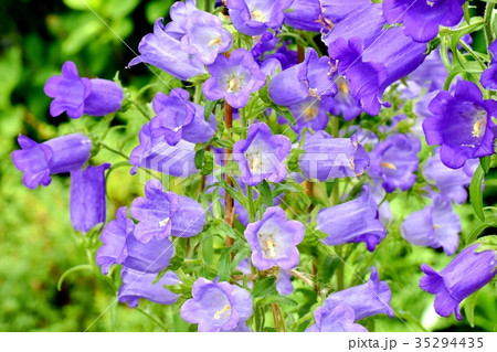 三鷹の花 植物 三鷹中原に咲く紫色のカンパニュラ 35294435
