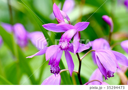 三鷹の花 植物 三鷹中原に咲くシラン 35294473