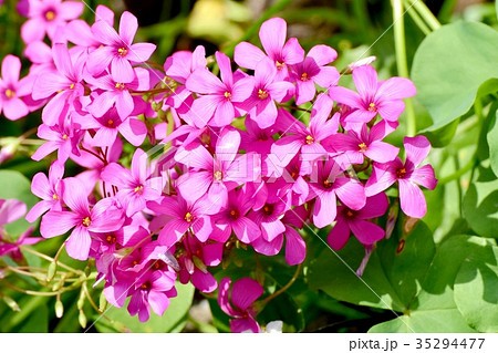 三鷹の花 植物 三鷹中原に咲く濃いピンクのムラサキカタバミの写真素材
