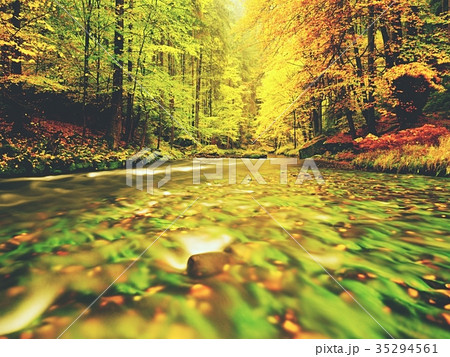 Stony river covered by orange beech leaves. Stony river covered by orange beech leaves. 35294561
