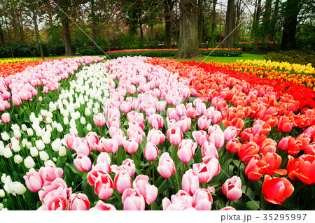 Rows of tulip flowers Rows of tulip flowers 35295997