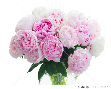 Fresh peony flowers Fresh peony flowers 35296067