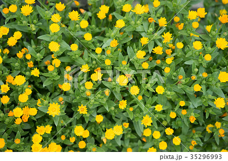 一面に咲く黄色い花の写真素材