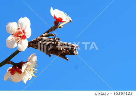 ミノムシと梅の花 ミノムシと梅の花 35297122