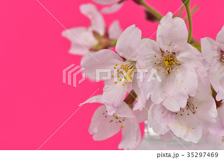 桜 ピンクの背景 桜 ピンクの背景 35297469
