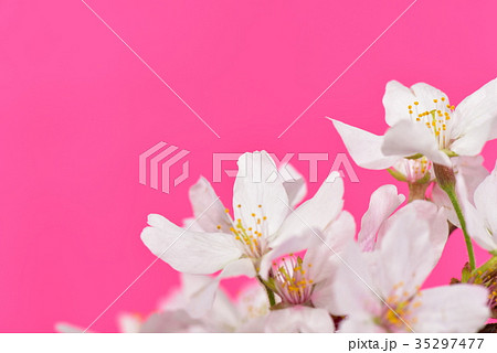 桜　ピンクの背景 35297477