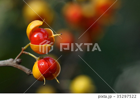 自然　植物　ツルウメモドキ、十月下旬の果実。秋が深まると殻がもっと大きく開いて種が完全に露出します 35297522