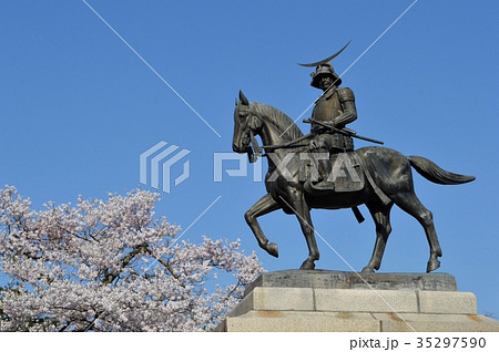 青葉城址の桜と伊達政宗騎馬像 35297590