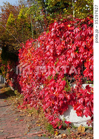 光沢と紅色が美しいツタの紅葉の写真素材