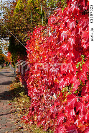 光沢と紅色が美しいツタの紅葉 35297628