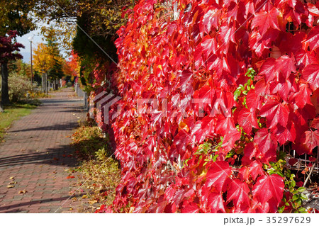 光沢と紅色が美しいツタの紅葉 35297629