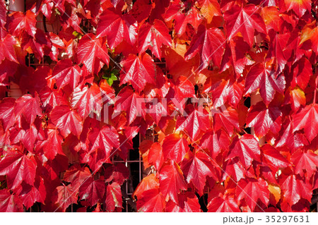 光沢と紅色が美しいツタの紅葉 光沢と紅色が美しいツタの紅葉 35297631