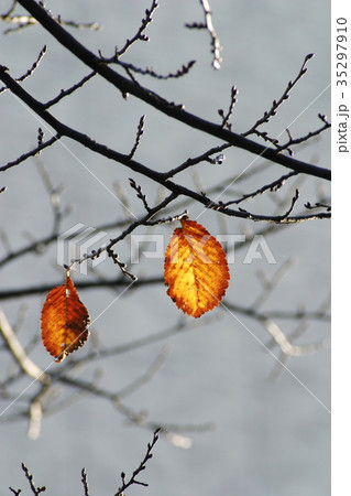 冬まで残った葉 冬まで残った葉 35297910